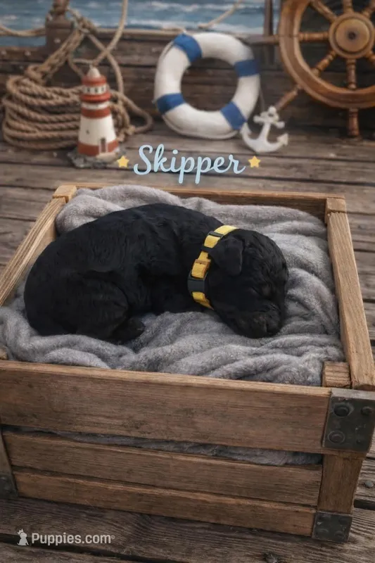 Skipper – Poodle - Toy  puppy for sale in North Adams, MI