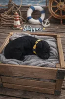 Skipper, a male Poodle - Toy  for sale in North Adams, MI – Photo 2 of 2