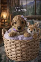 Fawn, a female Poodle - Miniature  for sale in North Adams, MI – Photo 3 of 3