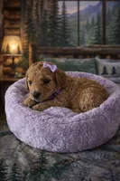 Fawn, a female Poodle - Miniature  for sale in North Adams, MI – Photo 2 of 3