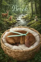 Brook, a female Poodle - Miniature  for sale in North Adams, MI – Photo 3 of 3