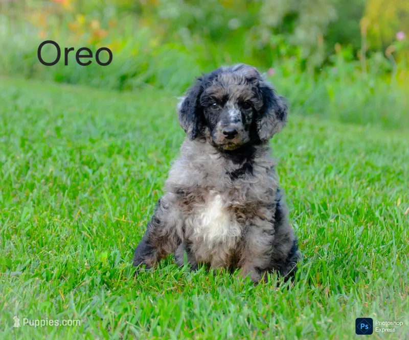 Oreo – Poodle - Standard  puppy for sale in North Adams, MI