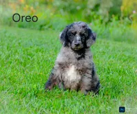Oreo, a male Poodle - Standard  for sale in North Adams, MI – 1 of 1