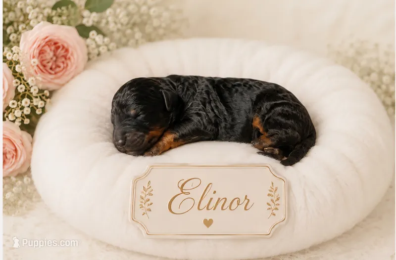 Elinor – Bernedoodle puppy for sale in North Adams, MI