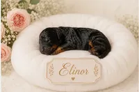 Elinor, a female Bernedoodle for sale in North Adams, MI – 1 of 1