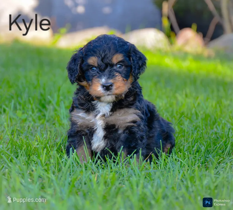 Kyle  – Miniature Bernedoodle puppy for sale in North Adams, MI