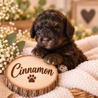 Cinnamon, a female Poodle - Miniature  for sale in North Adams, MI – 1 of 1