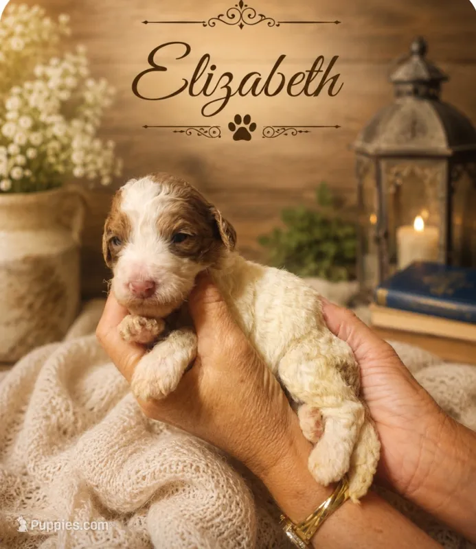 Elizabeth – Bernedoodle puppy for sale in North Adams, MI