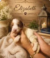 Elizabeth, a female Bernedoodle for sale in North Adams, MI – 1 of 2