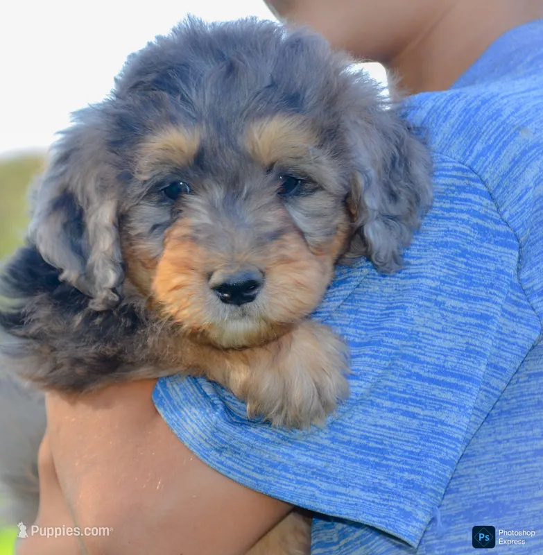 Mark – Miniature Bernedoodle puppy for sale in North Adams, MI