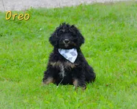 Chocolate, a male Miniature Bernedoodle for sale in North Adams, MI – Photo 1 of 2