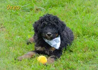Chocolate, a male Miniature Bernedoodle for sale in North Adams, MI – Photo 2 of 2