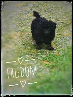 Freedom, a male Poodle - Toy  for sale in North Adams, MI – Photo 3 of 3