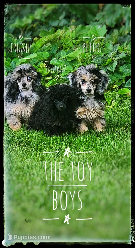 Freedom, a male Poodle - Toy  for sale in North Adams, MI – Photo 1 of 3