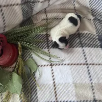 Girl, a female Coton de Tulear for sale in Boise, ID – Photo 2 of 2