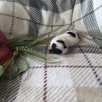 Girl, a female Coton de Tulear for sale in Boise, ID – Photo 1 of 2