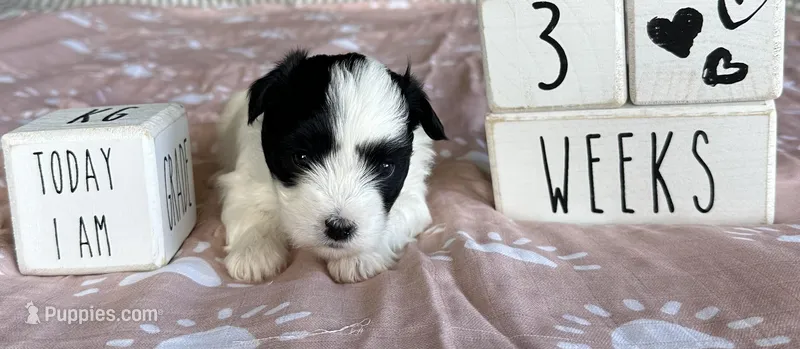 Girl – Coton de Tulear puppy for sale in Boise, ID