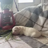 Girl, a female Coton de Tulear for sale in Boise, ID – Photo 1 of 2