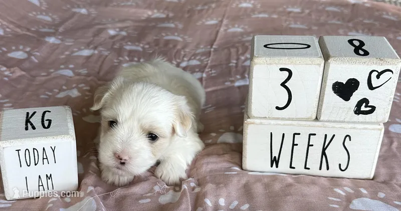 Girl – Coton de Tulear puppy for sale in Boise, ID