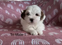 Tri male1, a male Coton de Tulear for sale in Boise, ID – Photo 2 of 2