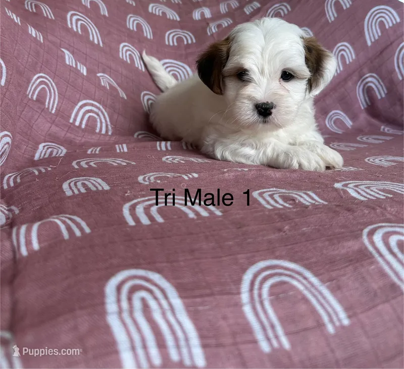 Tri male1 – Coton de Tulear puppy for sale in Boise, ID