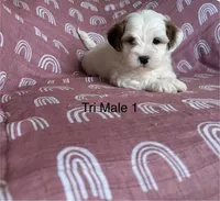 Tri male1, a male Coton de Tulear for sale in Boise, ID – Photo 1 of 2