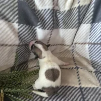 Boy, a male Coton de Tulear for sale in Boise, ID – Photo 2 of 2