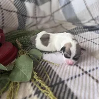 Boy, a male Coton de Tulear for sale in Boise, ID – Photo 1 of 2