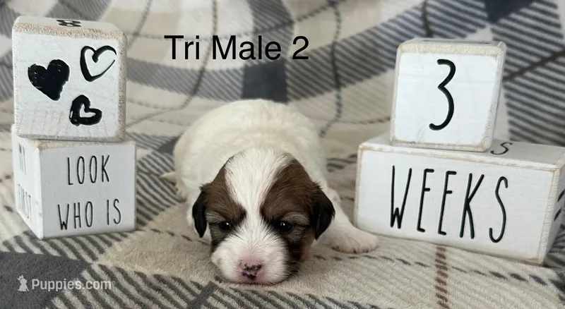 Boy – Coton de Tulear puppy for sale in Boise, ID