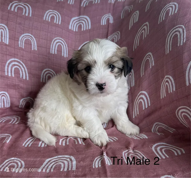 Tri Male 2 – Coton de Tulear puppy for sale in Boise, ID