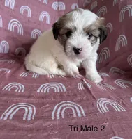 Tri Male 2, a male Coton de Tulear for sale in Boise, ID – Photo 2 of 2