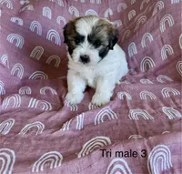 Tri male 3, a male Coton de Tulear for sale in Boise, ID – Photo 2 of 3