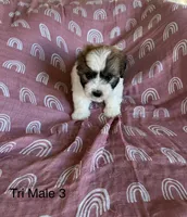 Tri male 3, a male Coton de Tulear for sale in Boise, ID – Photo 3 of 3