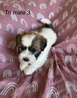 Tri male 3, a male Coton de Tulear for sale in Boise, ID – Photo 1 of 3
