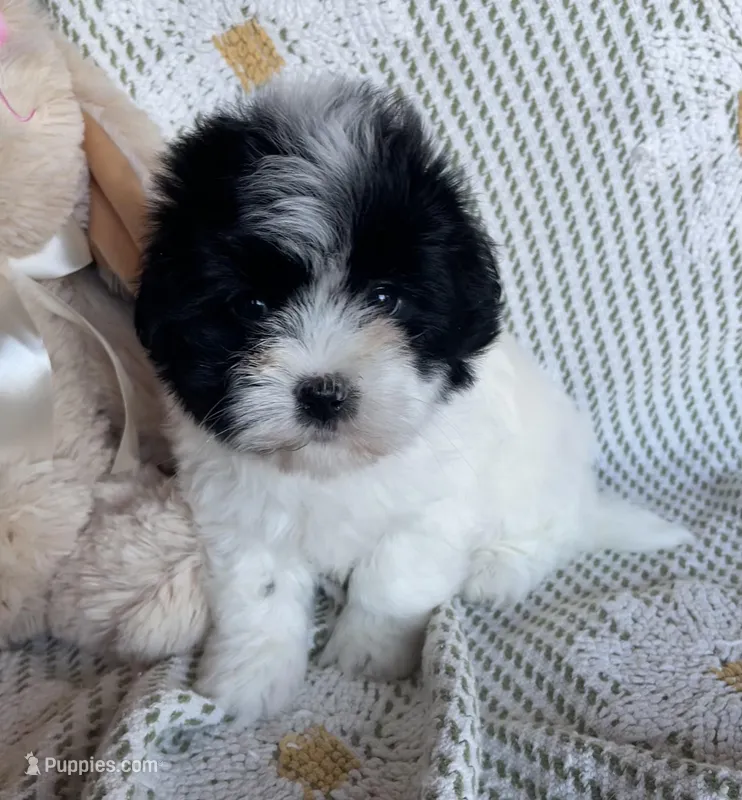 Black white female – Coton de Tulear puppy for sale in Boise, ID