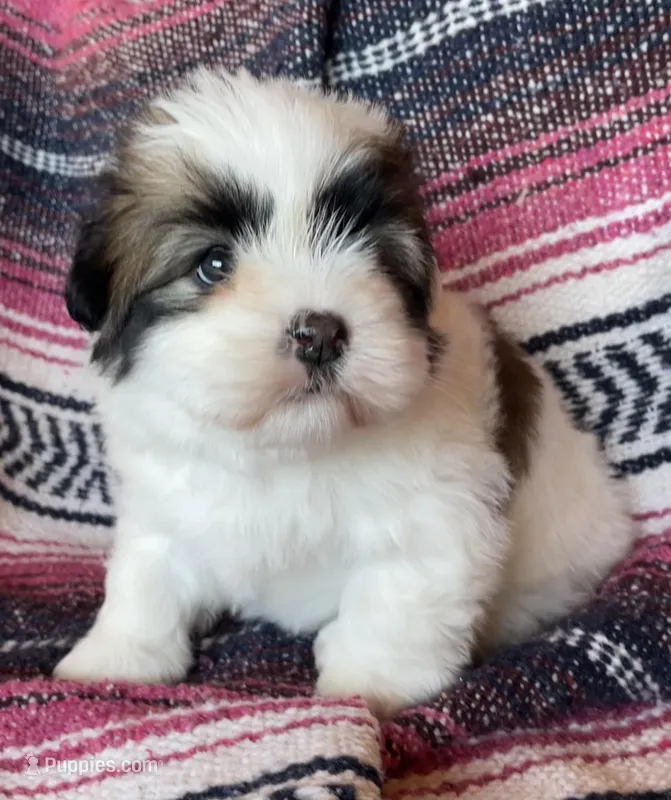 Tri female – Coton de Tulear puppy for sale in Boise, ID