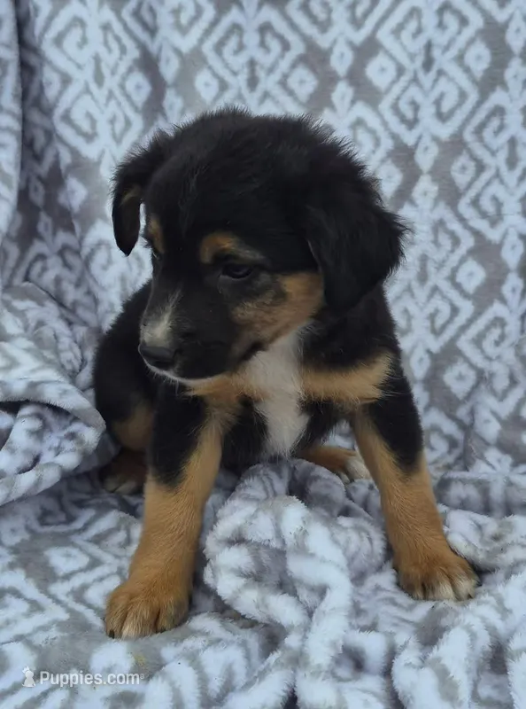 Esh – Miniature Australian Shepherd puppy for sale in Loganton, PA