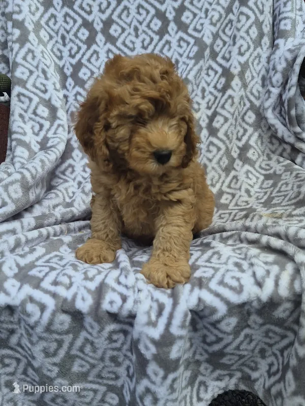 Ranger – Cockapoo puppy for sale in Loganton, PA