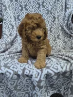 Ranger, a male Cockapoo for sale in Loganton, PA – 1 of 1