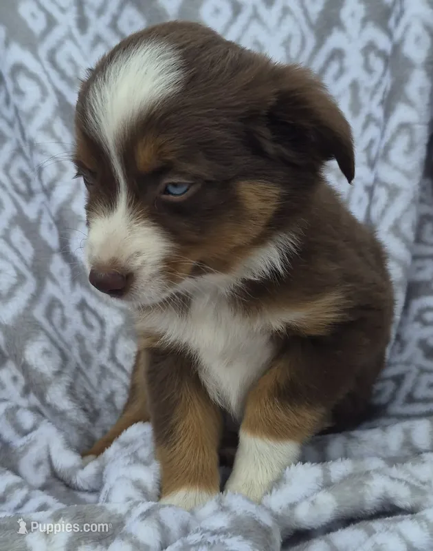 Coconut – Miniature Australian Shepherd puppy for sale in Loganton, PA