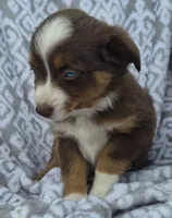 Coconut, a female Miniature Australian Shepherd for sale in Loganton, PA – 1 of 1