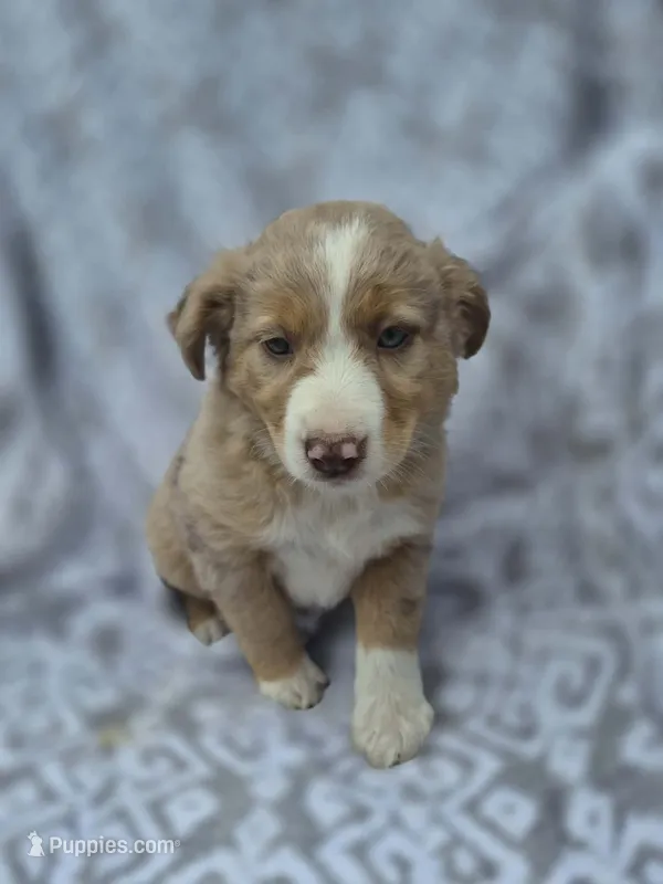Rain – Miniature Australian Shepherd puppy for sale in Loganton, PA