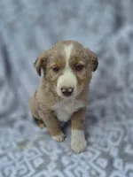 Rain, a female Miniature Australian Shepherd for sale in Loganton, PA – 1 of 1