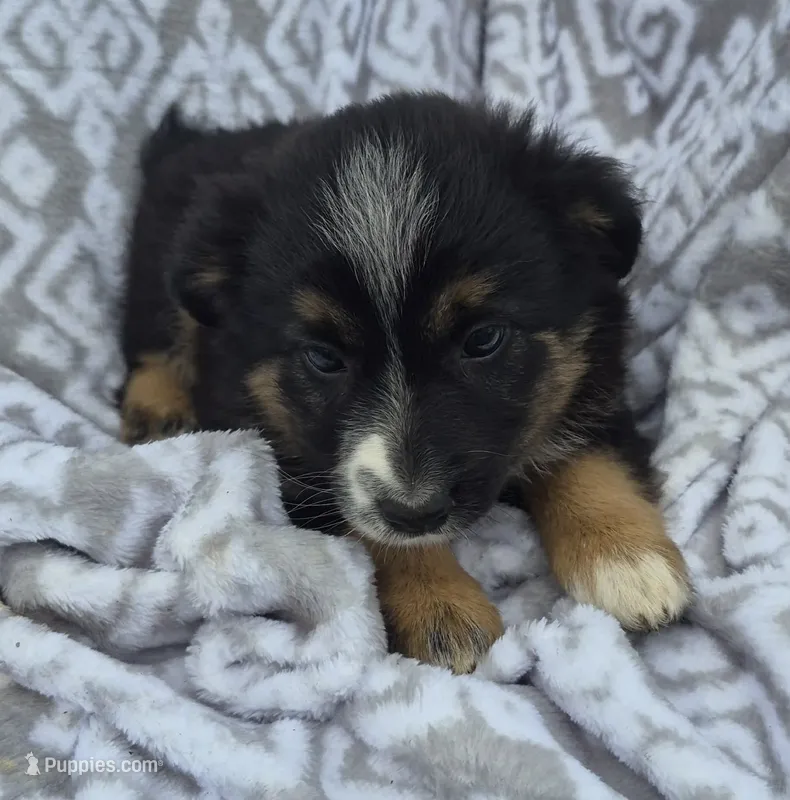 Stacy – Miniature Australian Shepherd puppy for sale in Loganton, PA