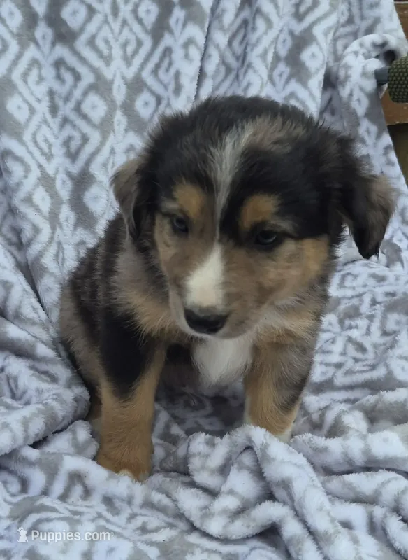 Eddie – Miniature Australian Shepherd puppy for sale in Loganton, PA