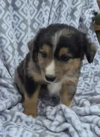Eddie, a male Miniature Australian Shepherd for sale in Loganton, PA – 1 of 1