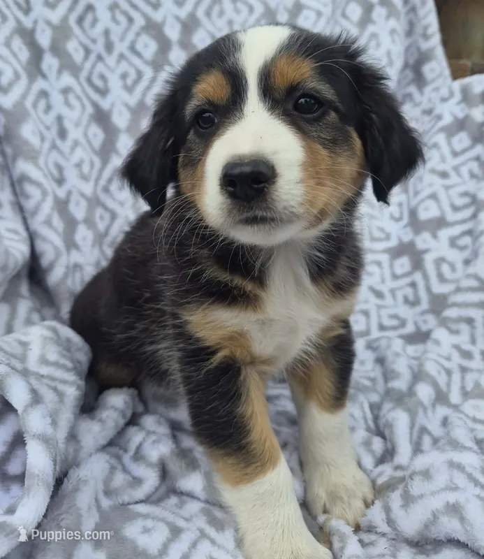 Tulip – Miniature Australian Shepherd puppy for sale in Loganton, PA