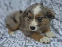 Lilly, a female Miniature Australian Shepherd for sale in Loganton, PA – 1 of 1