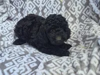 Violet, a female Cockapoo for sale in Loganton, PA – 1 of 1