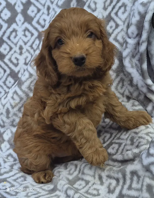 Rusty – Cockapoo puppy for sale in Loganton, PA